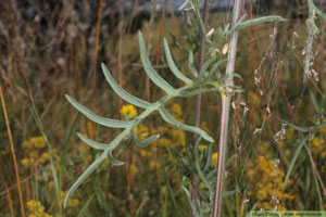 Väddklint, Centaurea scabiosa
